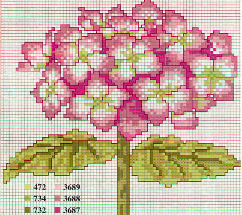 schema di una ortensia rosa